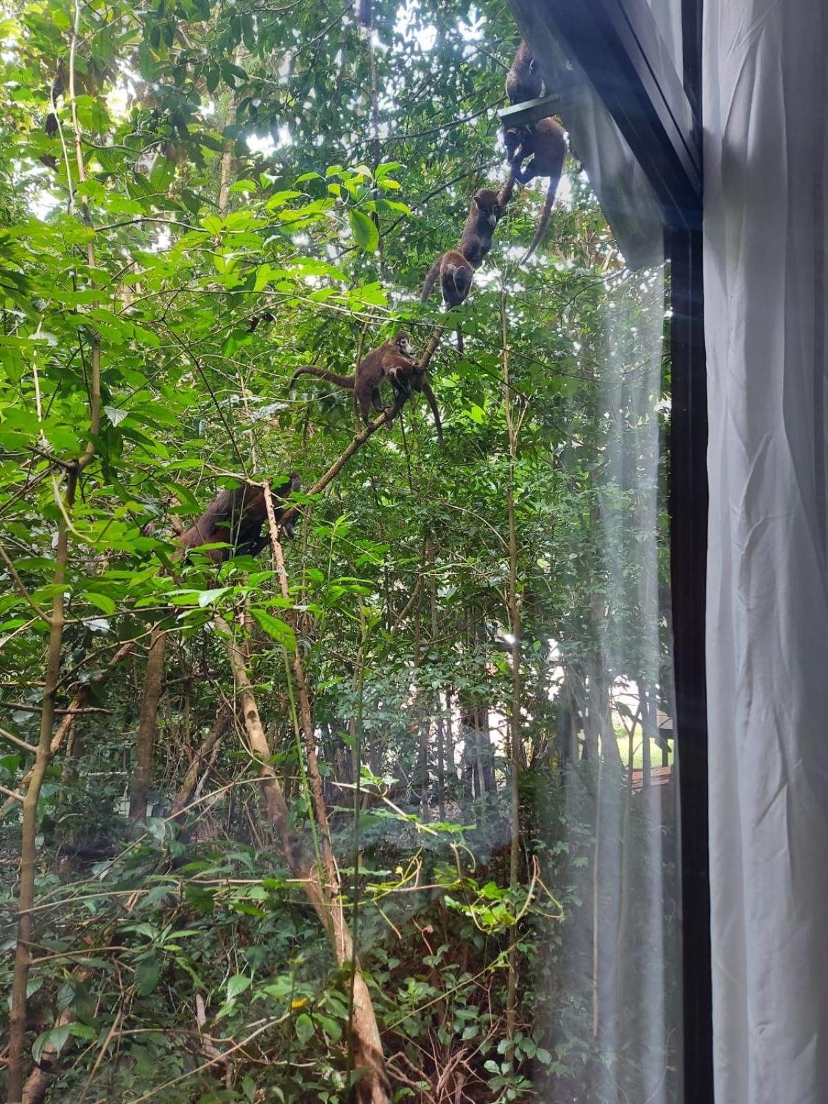 Jungle Living Tree Houses Monteverde Dış mekan fotoğraf