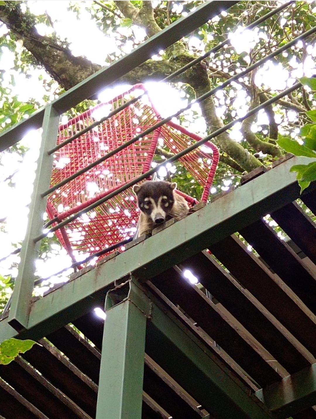 Jungle Living Tree Houses Monteverde Dış mekan fotoğraf
