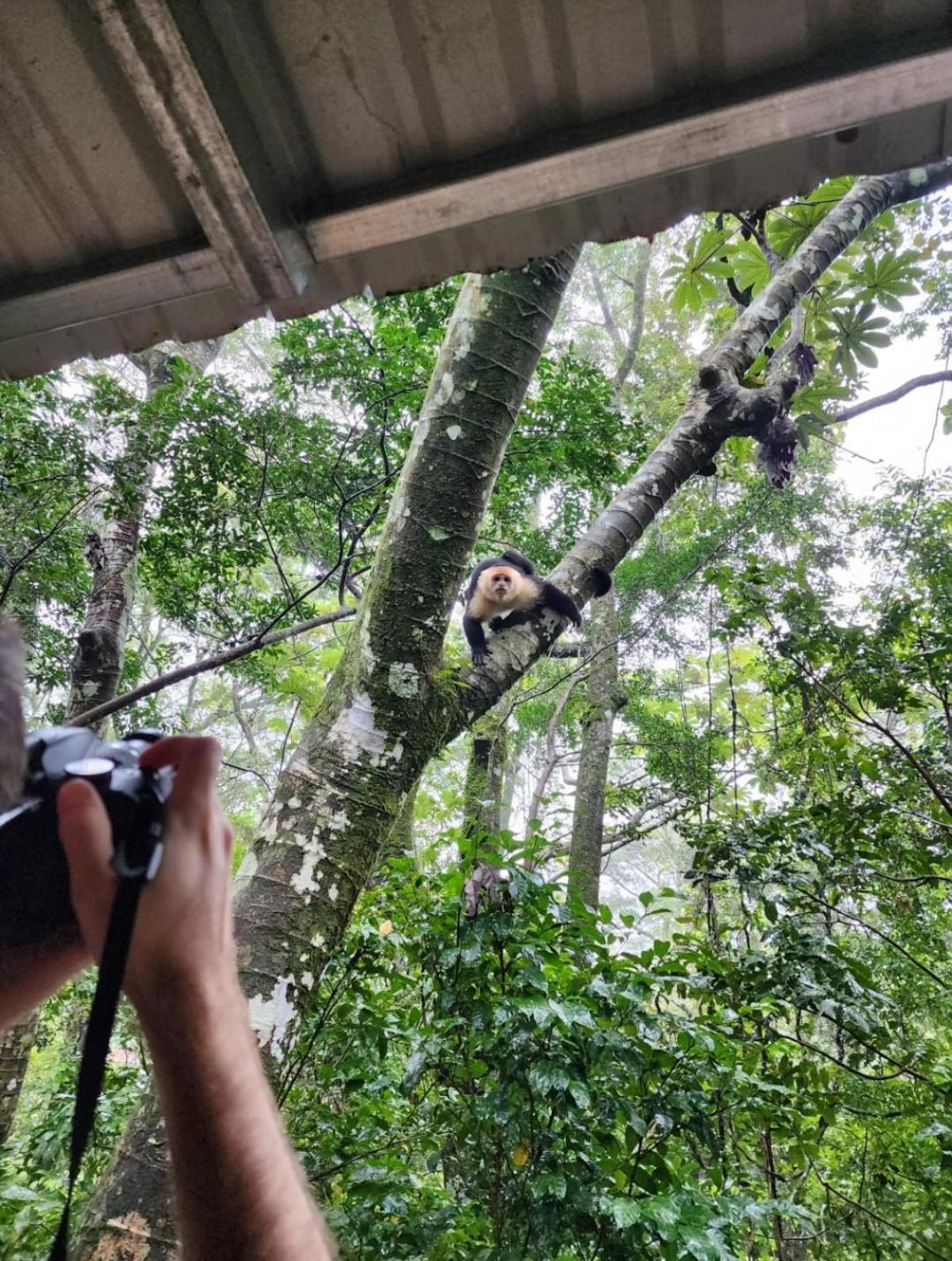 Jungle Living Tree Houses Monteverde Dış mekan fotoğraf